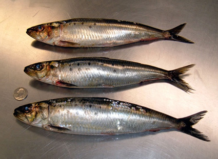 Sardine Fish OIl