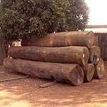 Sal Wood Timber