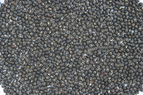 Pulses