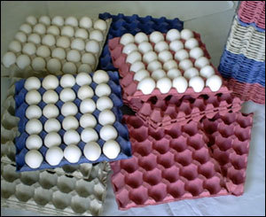 plastic Egg Trays