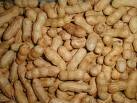 Peanut