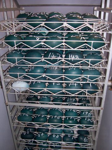 Emu Eggs