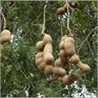 Tamarind