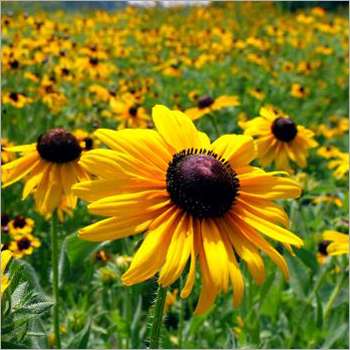 Cone Flowers