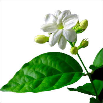 Jasmine