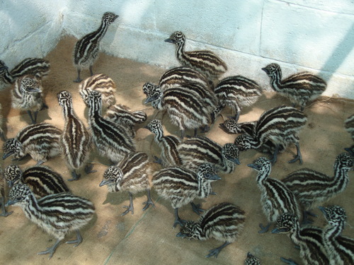Emu Chick - 1 week old