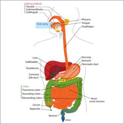 Alimentary System Pharmaceutical Pellets