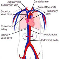 Pharma Pellets For Cardiovascular System