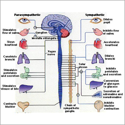 Pellets for Central Nervous System