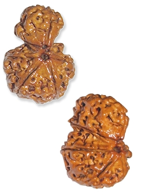 Sawar Rudraksha - Rudraksha Seed 22-28 mm Brown, Two Joined Beads Gauri Shankar Style, Spiritual Protection, Meditation Aid