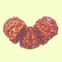 Trijuti - Natural Rudraksha Seed Brown, Three Beads | Spiritual Significance, Auspicious, Leadership, Success, Trinity Symbol