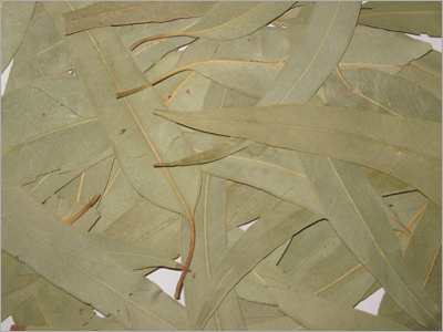  Eucalyptus Leaf