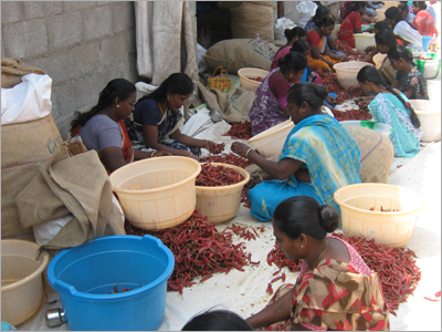 Chilli Grading
