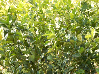 Citrus Plant Nursery