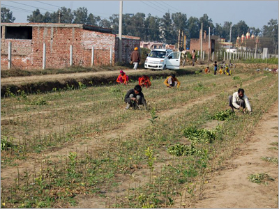 Seasonal Fruits Plant
