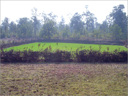 Geoelectrical Resistivity Survey