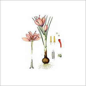 Musk Saffron Fragrance