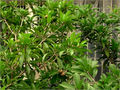 Sapota Plant 