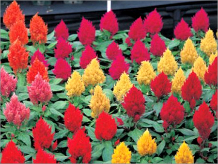 Celosia