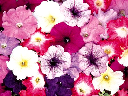 Imported Flower Seeds