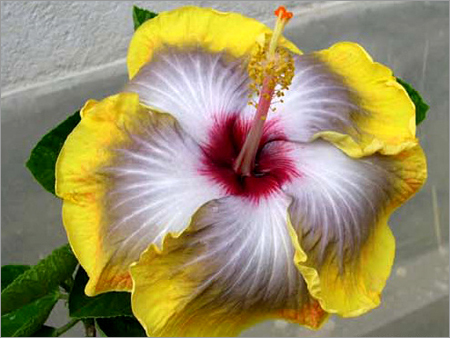 Hibiscus Plants