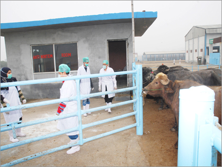 Compensated Buffalo Meat