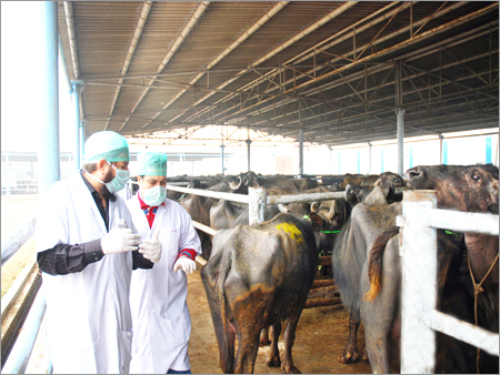 Indian Veal Meat Exporters