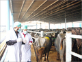 Indian Veal Meat Exporters