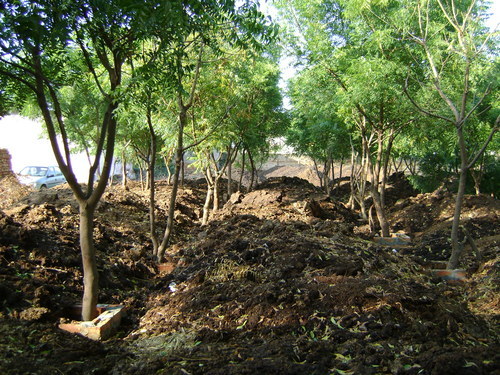 Vermi Compost Organic Manure 