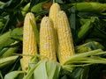 Role Of Vermi Compost In Corn-Makki