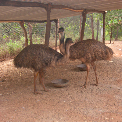 Emu Birds