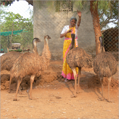 Special Emu Birds