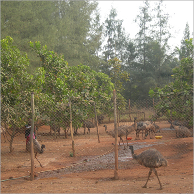 Emu Bird Farming