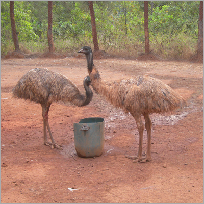 Emu Birds & Chicks
