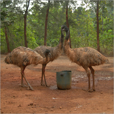 Emu Bird Products