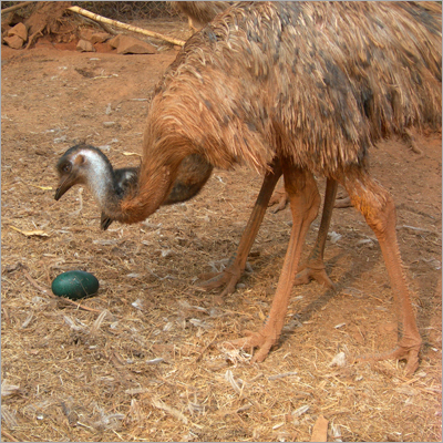 Emu Bird Egg