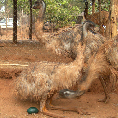 Emu Bird & Eggs