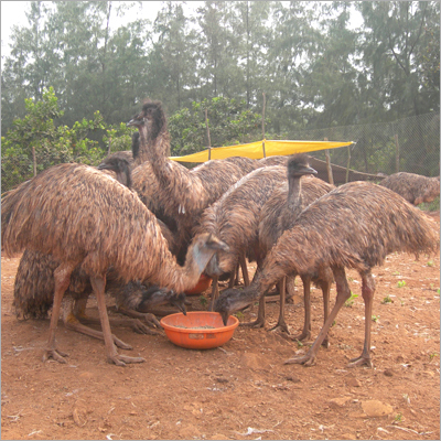 Emu Birds Eggs