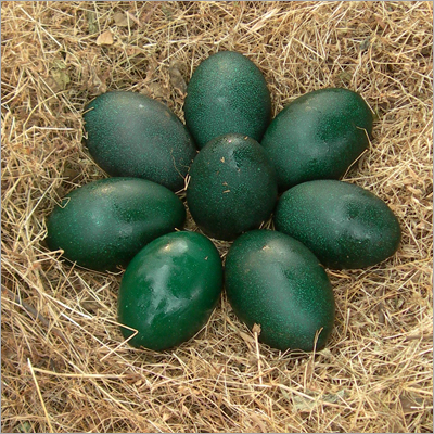 Emu Eggs