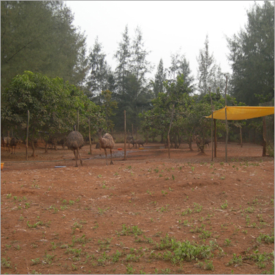 Emu House