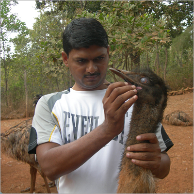  Emu Bird