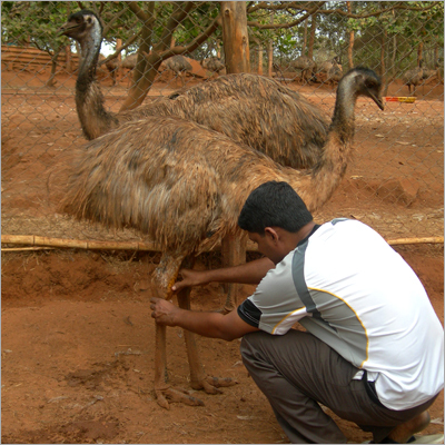 Emu Bird Farming