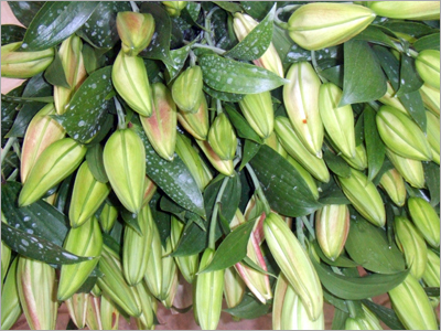 Oriental Lillium