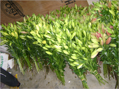 Asiatic Lillium Flowers