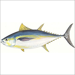 Bigeye Tuna