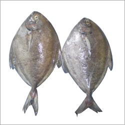 Black Pomfret