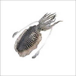 Cuttle Fish