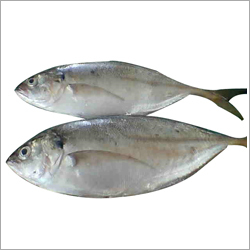 Indian Mackerel