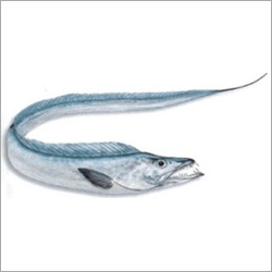 Ribbon Fish