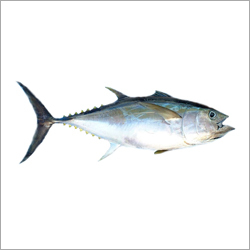 Skipjack Fish